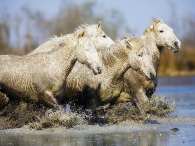 White Horses Of The Camargue Running Through The Water by Scott Stulberg Pricing Limited Edition Print image