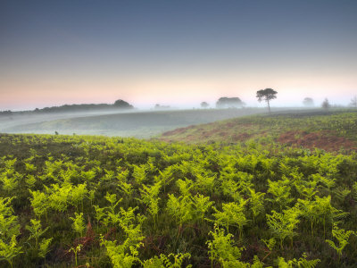 Lush New Growth Of Bracken Fronds Shoot Up On A Misty Morning. New Forest, Hampshire, England, Uk by Adam Burton Pricing Limited Edition Print image