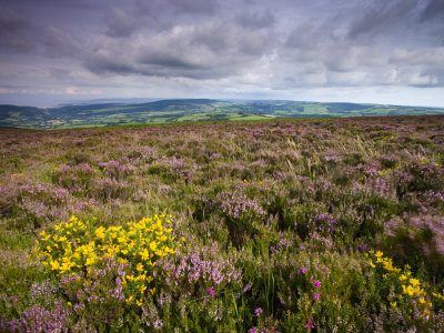 Heather In Bloom On Dunkery Hill, Exmoor National Park, Somerset, England, United Kingdom, Europe by Adam Burton Pricing Limited Edition Print image