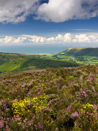 Flowering Gorse And Heather On Luccombe Hill, Exmoor National Park, Somerset, England, Uk by Adam Burton Pricing Limited Edition Print image
