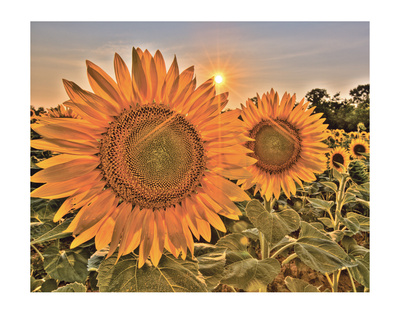 Brookside Sunset by Cory Brodzinski Pricing Limited Edition Print image