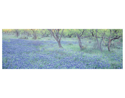 Bluebonnet 2 by Danny Burk Pricing Limited Edition Print image