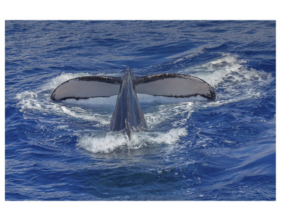 Maui Humpback Whale by Michael Polk Pricing Limited Edition Print image