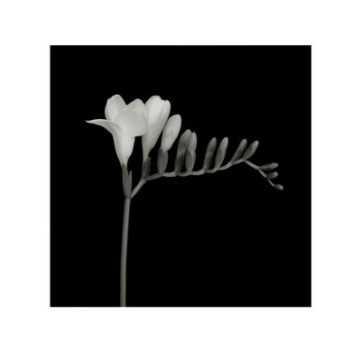 Freesia Right by Mary Bushweller Pricing Limited Edition Print image