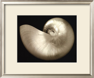 Ocean Keepsake I by Charles Britt Pricing Limited Edition Print image