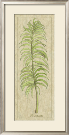Arecaceae Leaf by Alicia Ludwig Pricing Limited Edition Print image