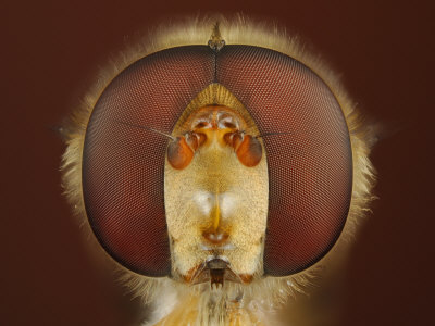 Head With Compound Eyes Of A Hover-Fly, Episyrphus Sp. Note The Short Antennae by Wim Van Egmond Pricing Limited Edition Print image