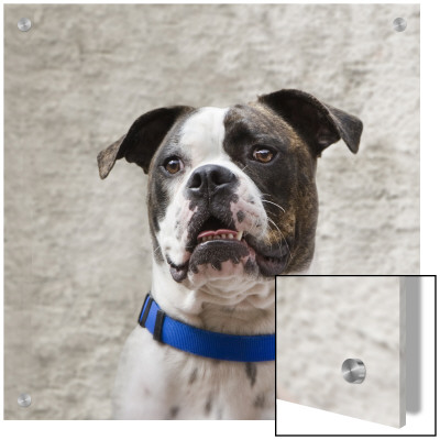 American Bulldog With A Blue Collar by D.M. Pricing Limited Edition Print image