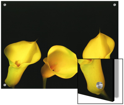 Three Yellow Lilies On Black Background by A.K.A Pricing Limited Edition Print image