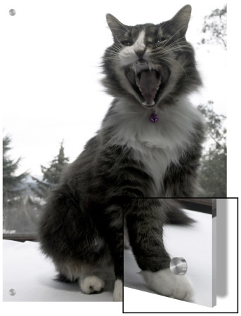 Hissing Black And White Cat by D.J. Pricing Limited Edition Print image
