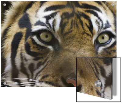 Close-Up Of A Tiger by D.M. Pricing Limited Edition Print image