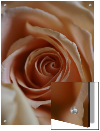 Close-Up Of Rose by E.S.D Pricing Limited Edition Print image