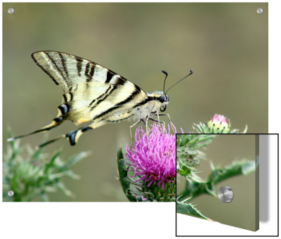 Close-Up Of A Butterfly On A Pink Flower by I.W. Pricing Limited Edition Print image