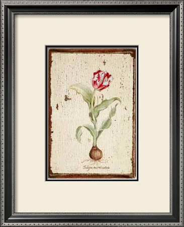 Tulipa Aureicoloris by Lisa Canney Chesaux Pricing Limited Edition Print image