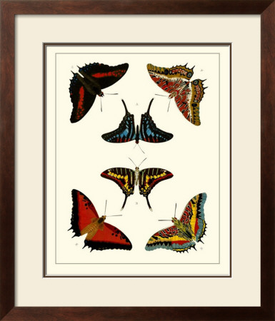 Butterflies Ii by Pieter Cramer Pricing Limited Edition Print image