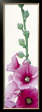 Pink Hollyhock Ii by Stephanie Andrew Pricing Limited Edition Print image