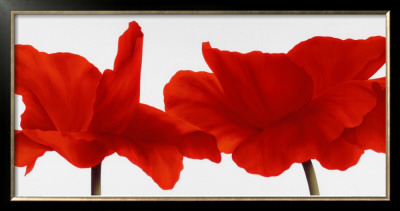Red Iii by Yvonne Poelstra-Holzhaus Pricing Limited Edition Print image