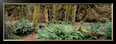 Rain Forest, Pacific Rim, Vancouver by Axel M. Mosler Pricing Limited Edition Print image