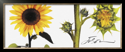 Helianthus by Joson Pricing Limited Edition Print image