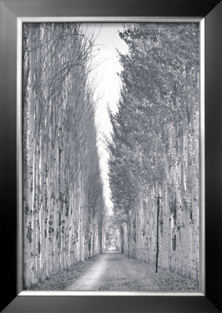 Poplars No. 2, Kashgar by Chris Honeysett Pricing Limited Edition Print image