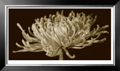Mammoth Mums Ii by Renee W. Stramel Pricing Limited Edition Print image