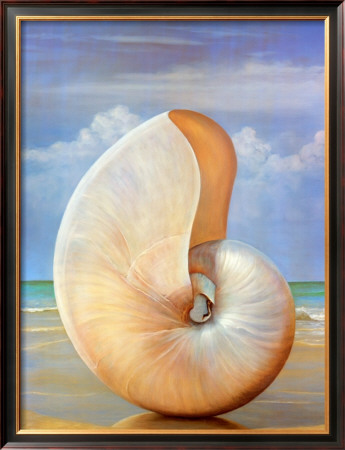 Pearled Nautilus by David Hwang Pricing Limited Edition Print image