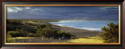 Punta Tombo, Argentina by Markus Renner Pricing Limited Edition Print image