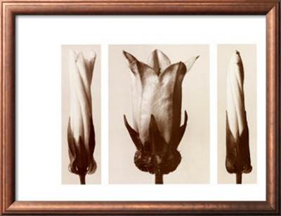 Convolvulus Sepium And Campunala Medium, White Hedge Bindweed And Bellflower by Karl Blossfeldt Pricing Limited Edition Print image