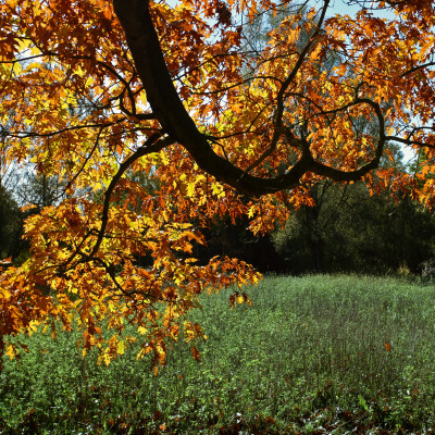 Oak Leaves Fall by Taco Meeuwsen Pricing Limited Edition Print image