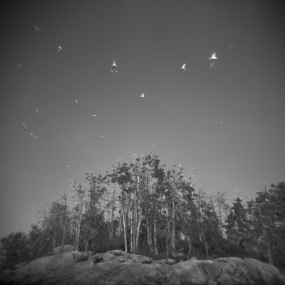 Flock Of Birds Over An Island, Stockholm Archipelago by Patrik Thalen Pricing Limited Edition Print image