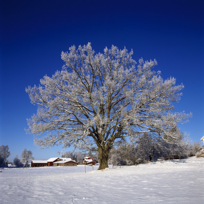 Tree On A Snow Covered Landscape by Ove Eriksson Pricing Limited Edition Print image