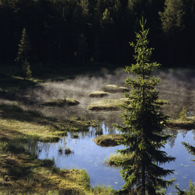 A Spruce In A Swamp, Finland by Mikael Andersson Pricing Limited Edition Print image