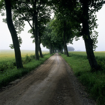 A Gravel Road Lined With Trees In The Countryside, Sweden by Lars Dahlstrom Pricing Limited Edition Print image