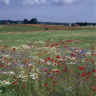 Wild Flowers In A Meadow, A Horse In Distance by Lars Dahlstrom Pricing Limited Edition Print image