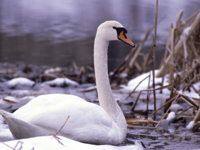 Close-Up Of A Swan by Bjorn Alander Pricing Limited Edition Print image