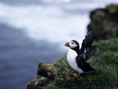 Side Profile Of A Puffin Perching On A Rock, South Iceland by Atli Mar Pricing Limited Edition Print image