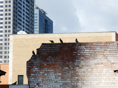 Brick Wall With Birds, Cityscape In Background by Barbara Fischer Pricing Limited Edition Print image