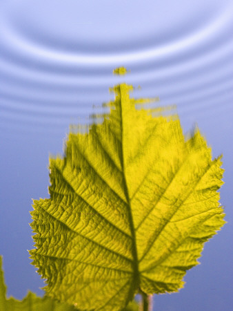 A Leaf Reflecting In Rippled Water by Anders Ekholm Pricing Limited Edition Print image