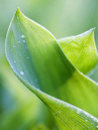 A Leaf Of A Lily-Of-The-Valley by Anders Ekholm Pricing Limited Edition Print image