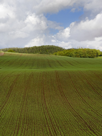 A Field In Halland, Sweden by Anders Ekholm Pricing Limited Edition Print image
