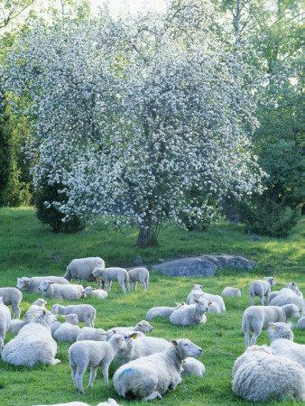 Sheep In A Pasture by Anders Ekholm Pricing Limited Edition Print image