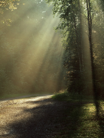 Sunbeams Falling Between Clusters Of Leaves In A Forest by Berndt-Joel Gunnarsson Pricing Limited Edition Print image