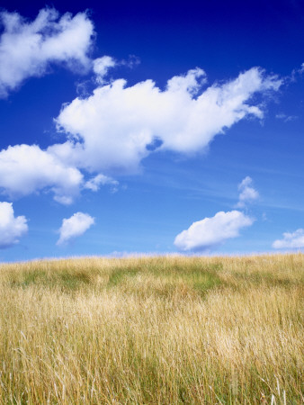 A Field In Sweden by Anders Ekholm Pricing Limited Edition Print image