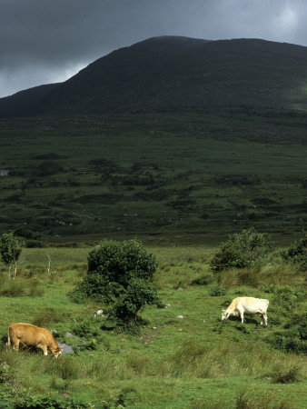 Cows Grazing In A Field by Anders Tukler Pricing Limited Edition Print image