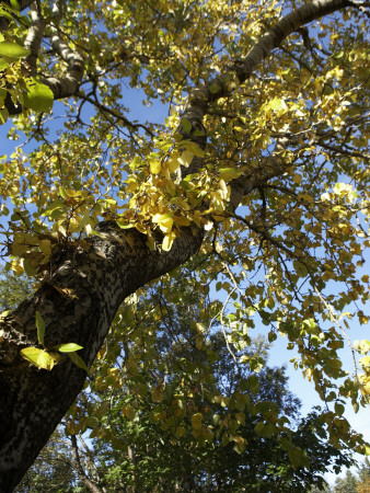 Autumn Leaves, Iceland by Atli Mar Pricing Limited Edition Print image