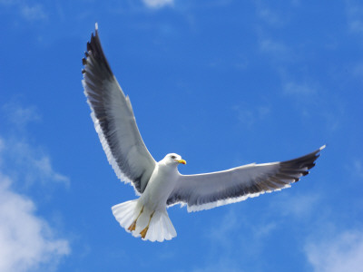 A Gull In Blue Sky by Berndt-Joel Gunnarsson Pricing Limited Edition Print image