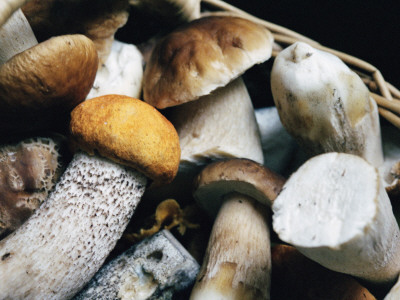 Close-Up Of Edible Mushrooms In A Basket by Ann Eriksson Pricing Limited Edition Print image