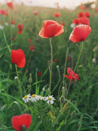 Poppies And Daffodils In A Field by Ann Eriksson Pricing Limited Edition Print image