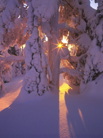 Sunbeams In A Winter Forest In Lapland, Finland by Anders Ekholm Pricing Limited Edition Print image