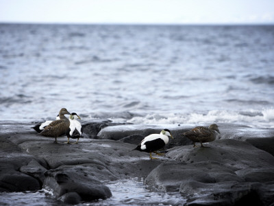 Eiderducks By The Sea by Atli Mar Hafsteinsson Pricing Limited Edition Print image